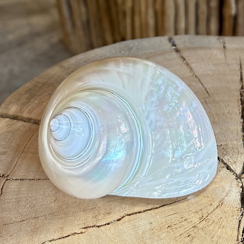 Polished Pearly Turbo Shell - Natural Ocean Beauty (10-12cm)"** - Tres ...